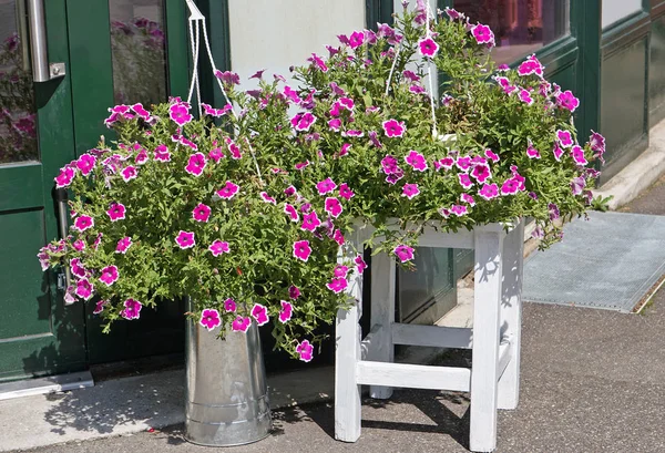 Фіолетові Квіти Відкриті Табуреті — стокове фото