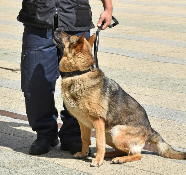 Police Officer His German Shepherd Dog — Stock Photo, Image