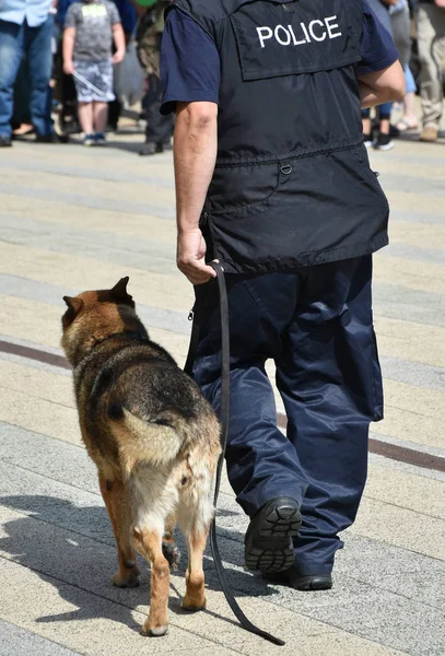 Polis memuru ve Alman çoban köpeği