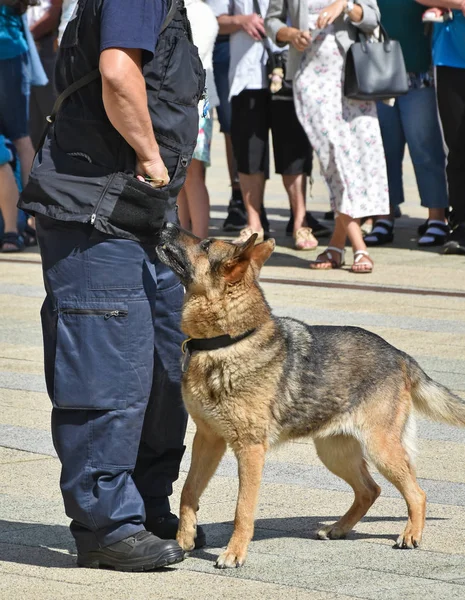 Polis memuru ve Alman çoban köpeği