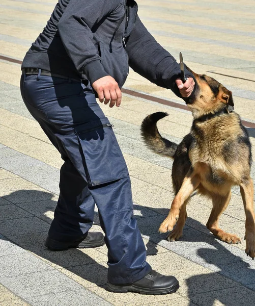 警察犬の訓練で — ストック写真