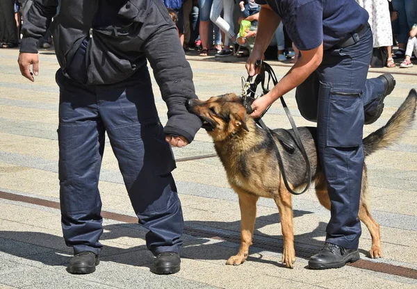 Polis köpeği eğitim