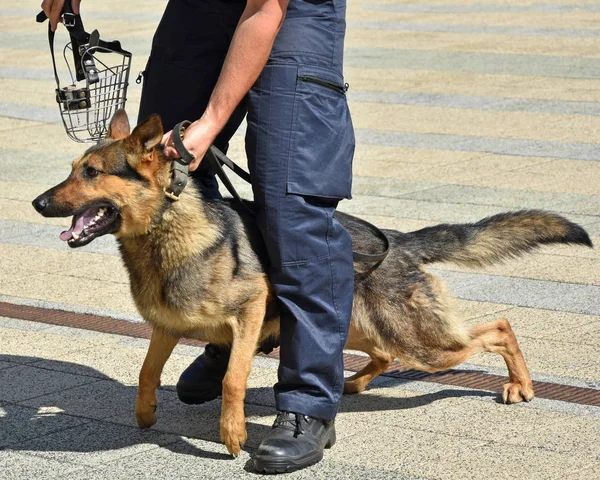 Police Officer His German Shepherd — Stock Photo, Image