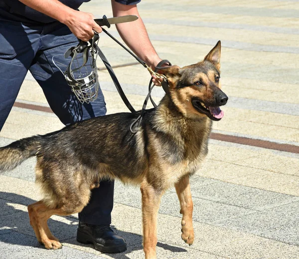 Police Officer His German Shepherd — Stock Photo, Image