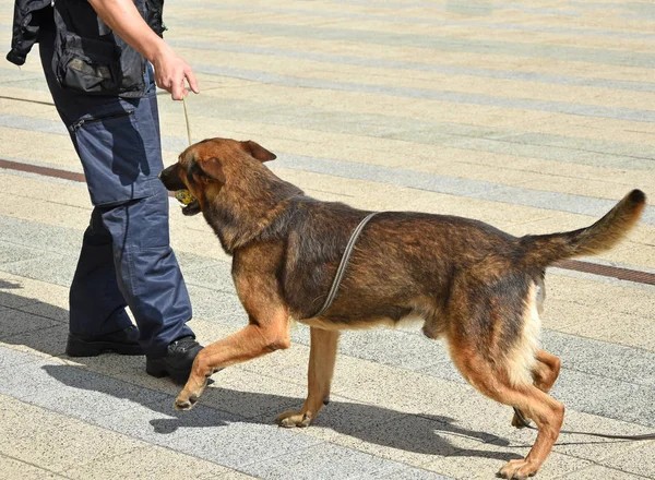 Police Officer His German Shepherd Dog — Stock Photo, Image