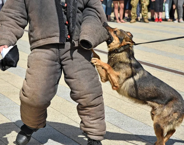 Polis köpeği eğitim