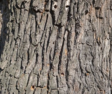 Eski meşe ağacının gövde closeup