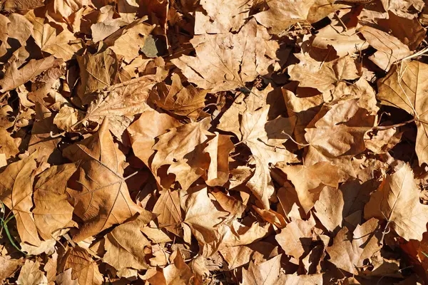 Bruin Droog Gevallen Bladeren Herfst — Stockfoto