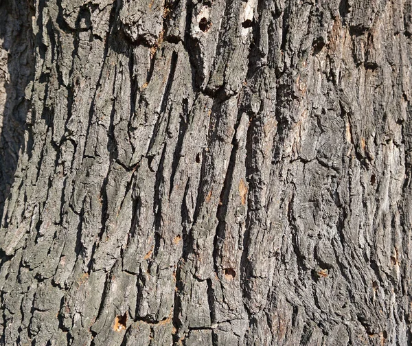 Eski meşe ağacının gövde closeup