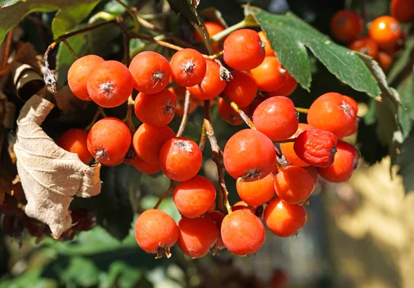 Rote Beeren Des Weißdorns — Stockfoto