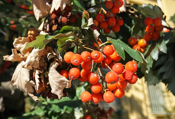 Rote Beeren Des Habichtsfalken — Stockfoto