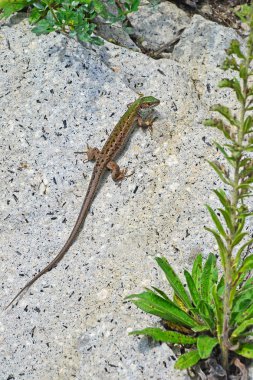 Yaz aylarında buzlu kertenkele