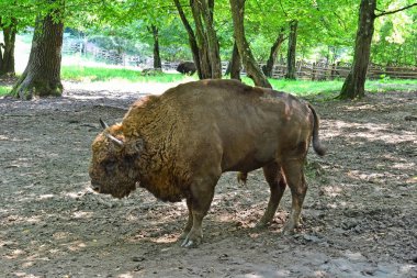 bizon ormanda standları