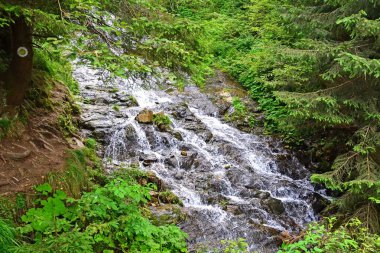 Yaz aylarında ormanda şelale