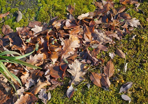 Oak Tree Leaves Moss Winter — Stock Photo, Image