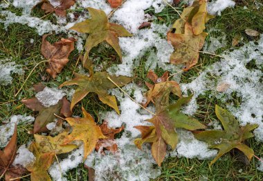 Karda sarı ağaç yaprak