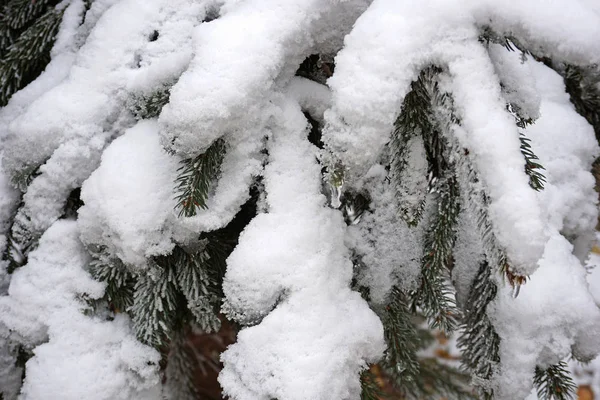 Гілки Соснового Дерева Взимку — стокове фото