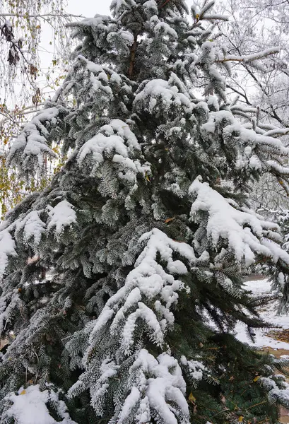 Pino Con Nieve Invierno — Foto de Stock