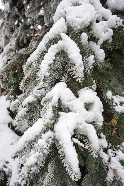 Ramas Pinos Invierno — Foto de Stock