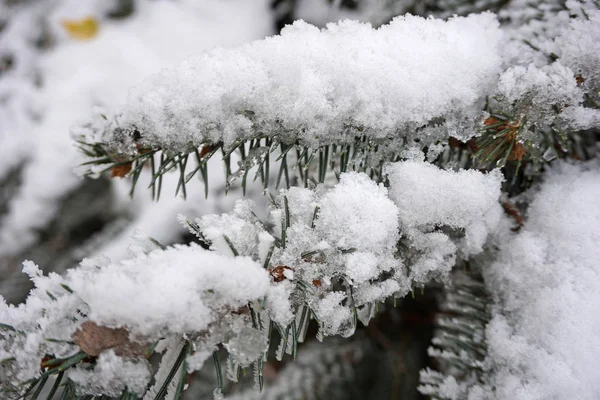 Kiefernzweige Winter — Stockfoto