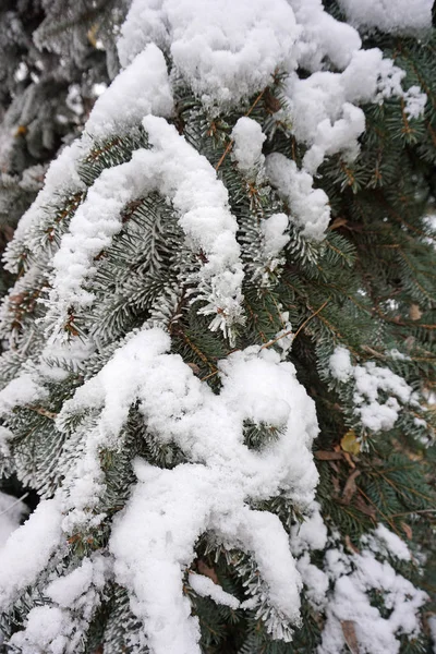 Ветви Сосны Снегом — стоковое фото