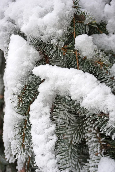 Ramas Pinos Invierno — Foto de Stock