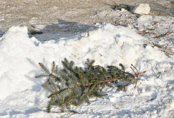 Tannenzweig Schnee — Stockfoto