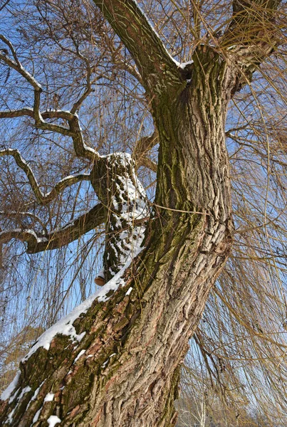 Árvore Floresta Hora Inverno — Fotografia de Stock