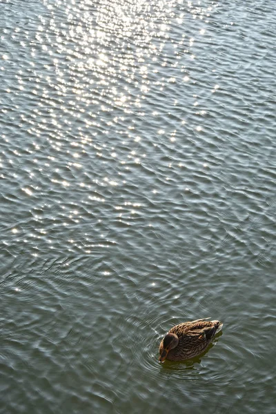 野鸭在湖面上游泳 — 图库照片