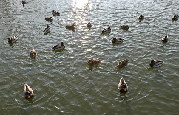 野鸭在湖面上游泳 — 图库照片