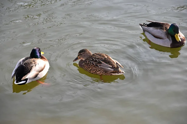 湖中的野鸭 — 图库照片