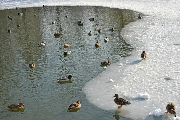 在温特湖上的野鸭 — 图库照片