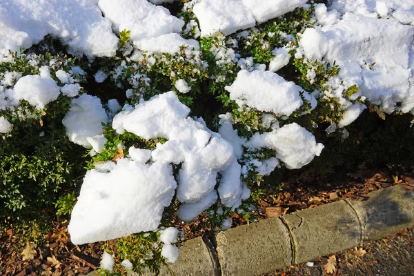 Белый Снег Зеленом Кусте — стоковое фото