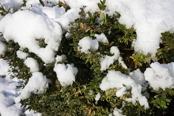 Schnee Auf Den Blättern Des Busches — Stockfoto