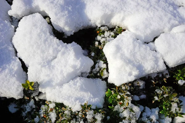 Schnee Auf Den Blättern Eines Busches — Stockfoto