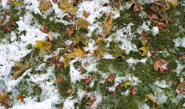 Hojas Nieve Invierno — Foto de Stock