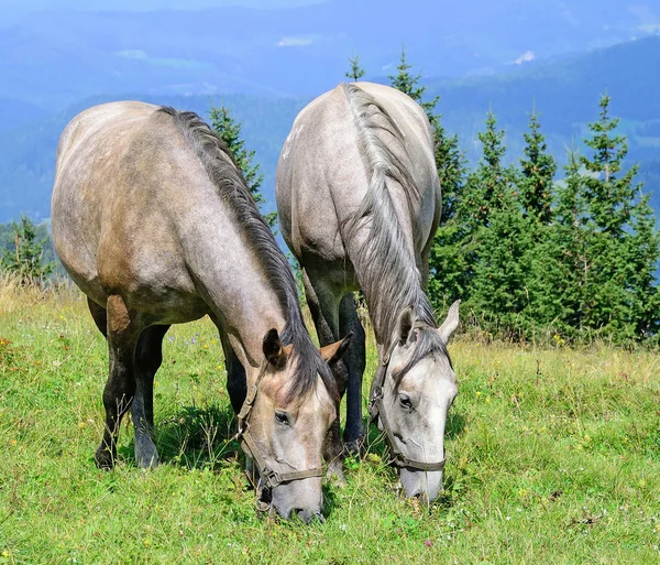 Jovens cavalos no prado na hora de verão — Fotografia de Stock