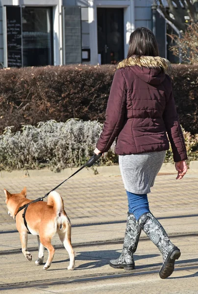 Женщина выгуливает собаку на улице — стоковое фото