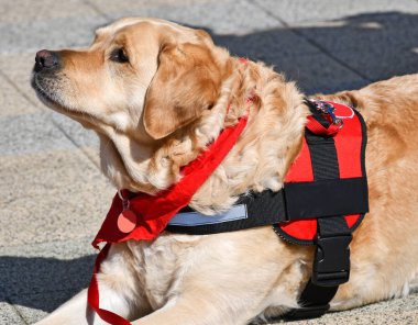 Yardım köpek sokakta oturur