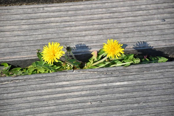 Flores de diente de león creciendo entre el suelo de madera —  Fotos de Stock