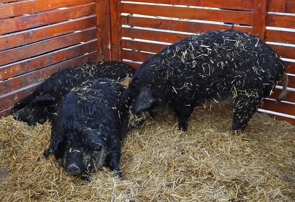 Mangalitsa pigs in the hutch — Stock Photo, Image