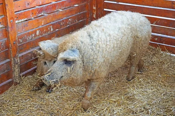 Mangalitsa pigs in the hutch — Stock Photo, Image