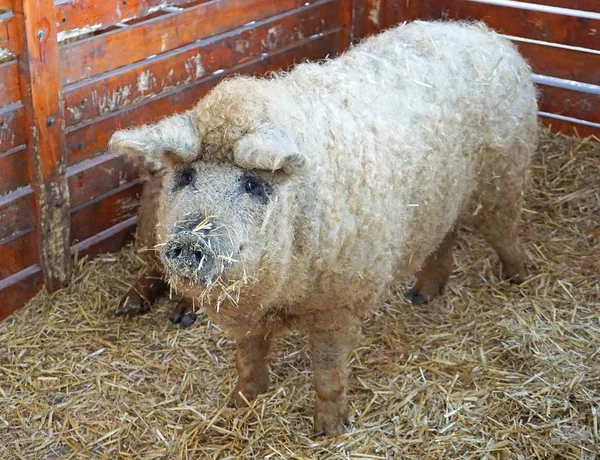 Mangalitsa pigs in the hutch — Stock Photo, Image