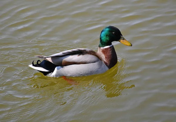 Male wild duck swims on the lake — Stock Photo, Image