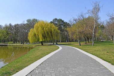 Ormanda gölet ve ağaçlar bahar zamanı