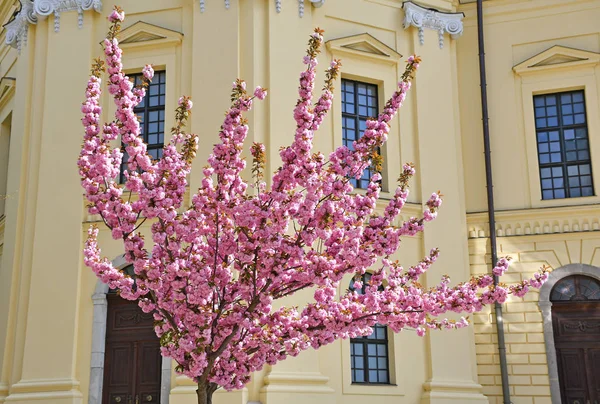Cerejeira japonesa ao lado de uma igreja — Fotografia de Stock