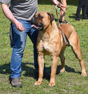 Büyük boğa mastiff dogi 