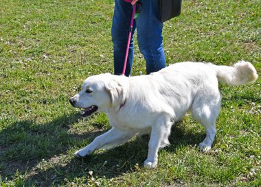 Young golden retriever dog outdoor