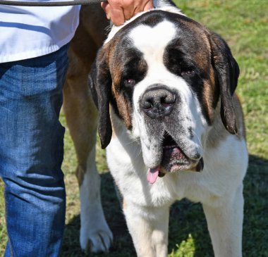 Bir saint bernard köpeği portresi