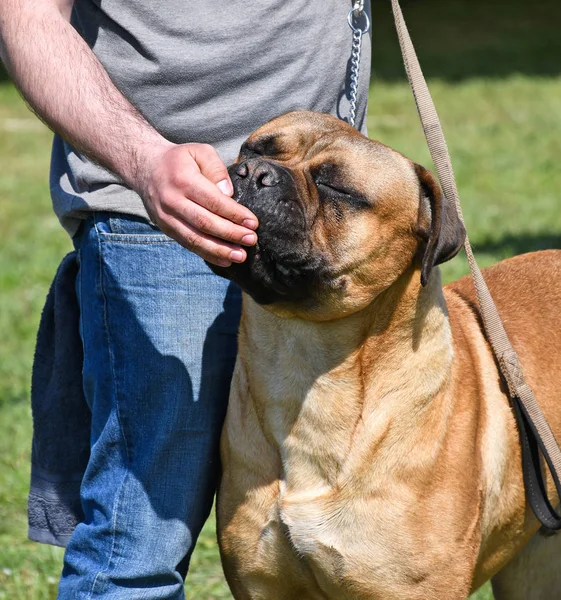 Grande toro mastino dogi — Foto Stock